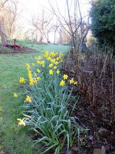 Daffodils