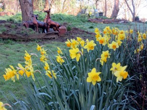 Daffodils