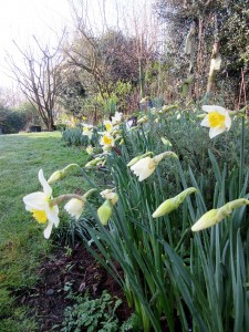 Daffodils