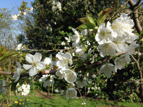 garden-photo-blossom