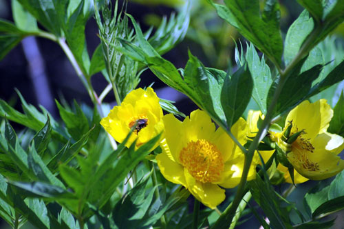 garden-in-may