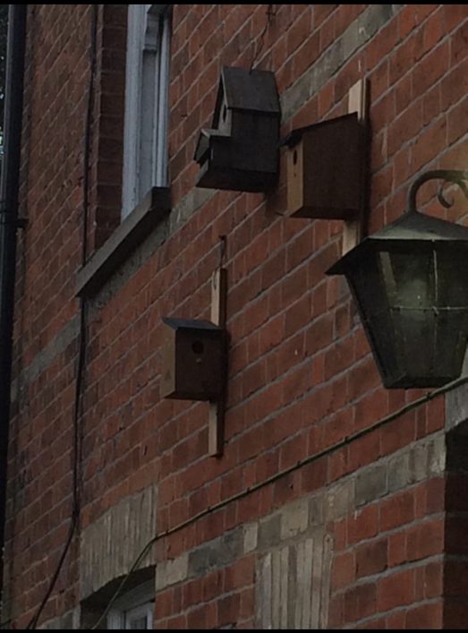 bird boxes